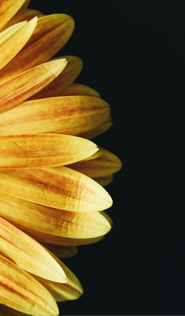 Красивый оранжевый цветок герберы на черном фоне