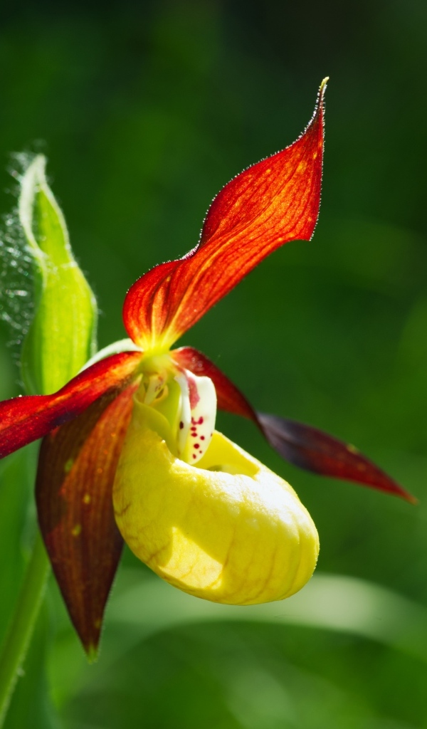 Красивый цветок оранжевой орхидеи на зеленом фоне