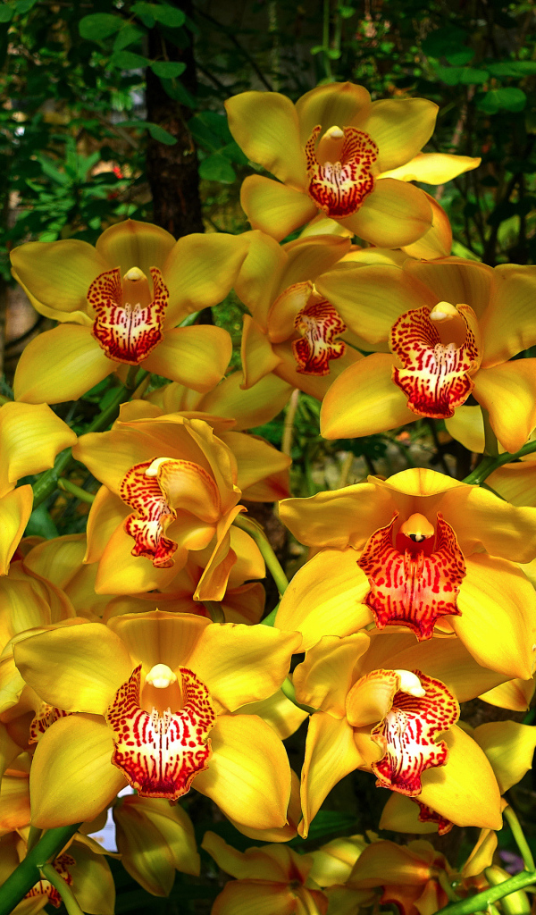 Красивые оранжевые цветы орхидеи в лесу