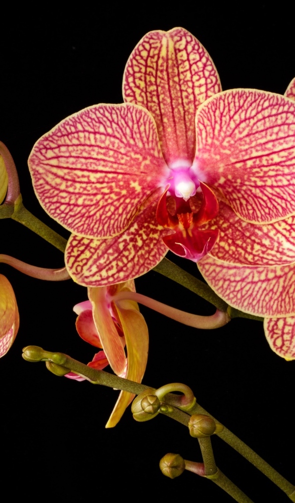 Красивая оранжевая орхидея с бутонами на черном фоне