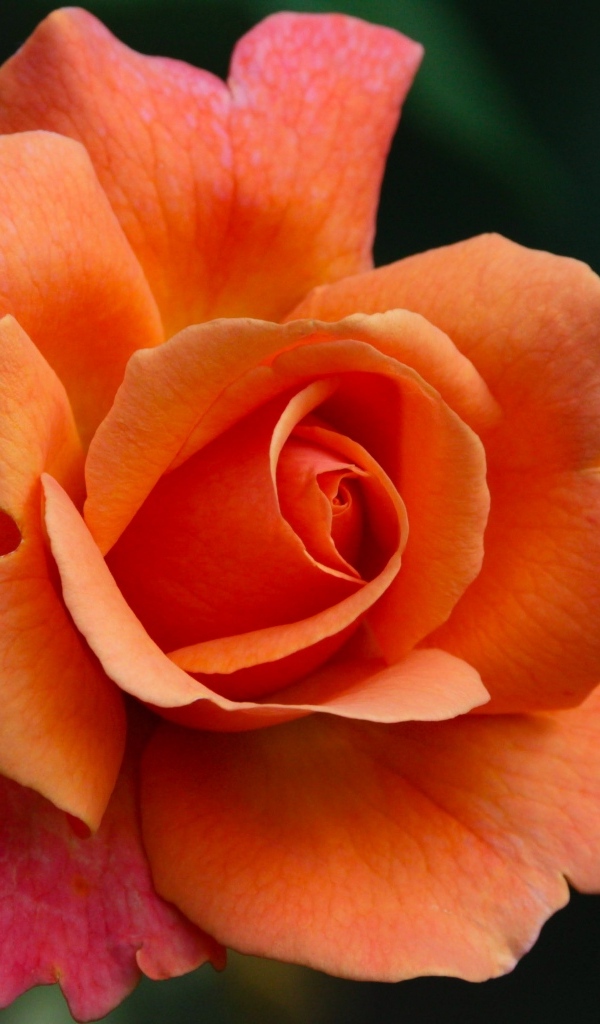 Красивый оранжевый цветок розы на клумбе