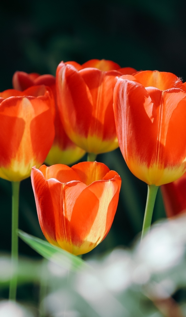 Красивые оранжевые весенние тюльпаны на клумбе