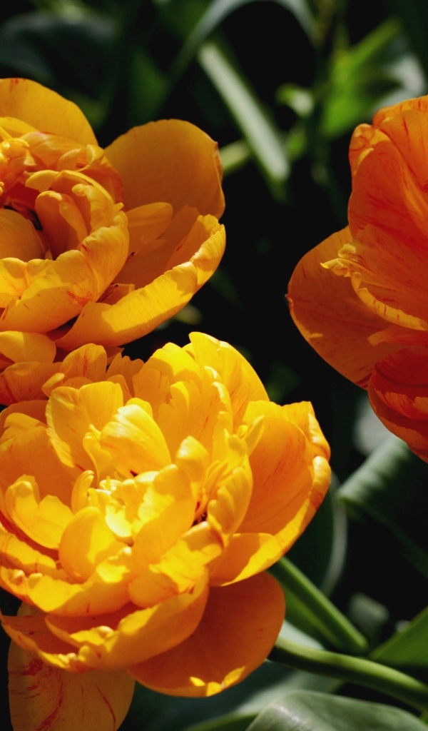 Красивые оранжевые тюльпаны на клумбе