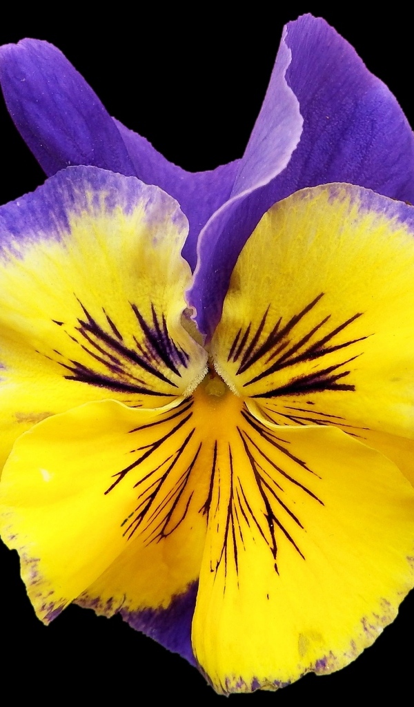 Красивый цветок анютины глазки на черном фоне