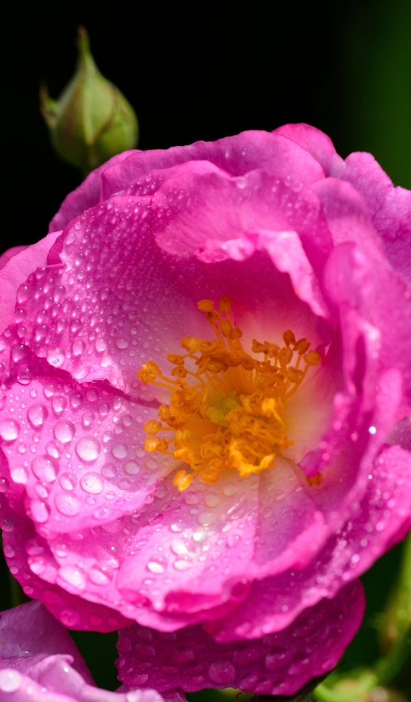 Красивая парковая роза с бутонами в каплях воды