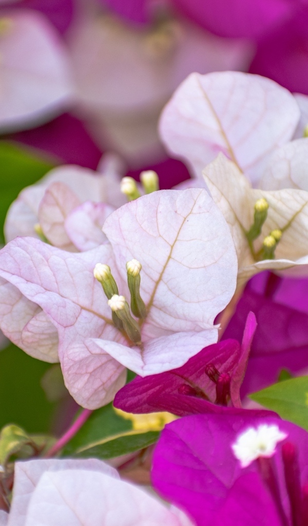 Красивые розовые цветы бугенвиллия