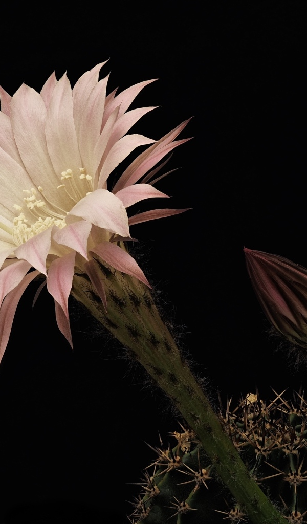 Красивый розовый цветок кактуса на черном фоне