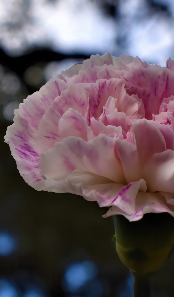 Красивая розовая гвоздика крупным планом