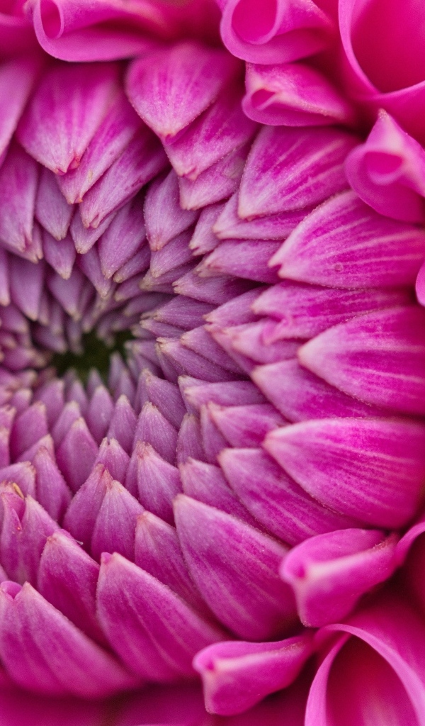 Красивый розовый цветок георгина крупным планом