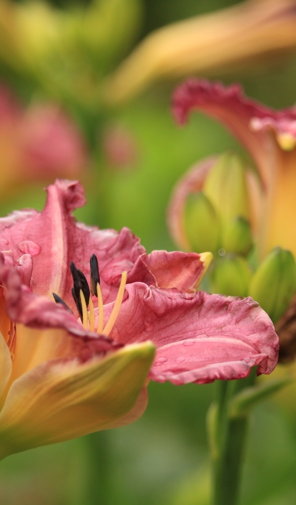 Красивые розовые цветы лилейник с бутонами на клумбе