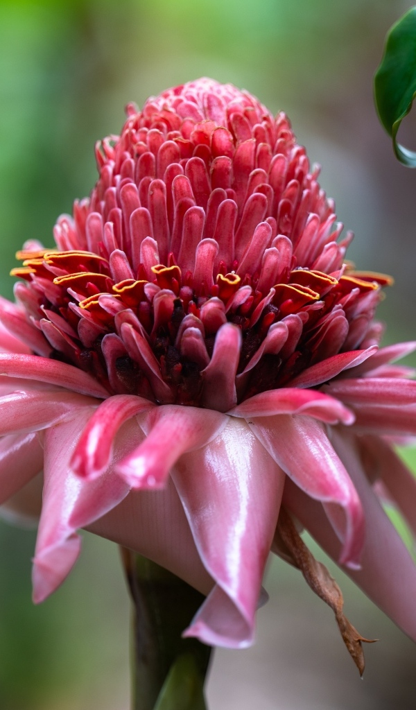 Красивый розовый цветок эхинацеи крупным планом