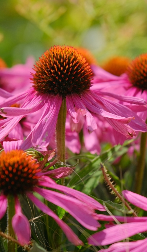 Красивые розовые цветы эхинацеи на клумбе