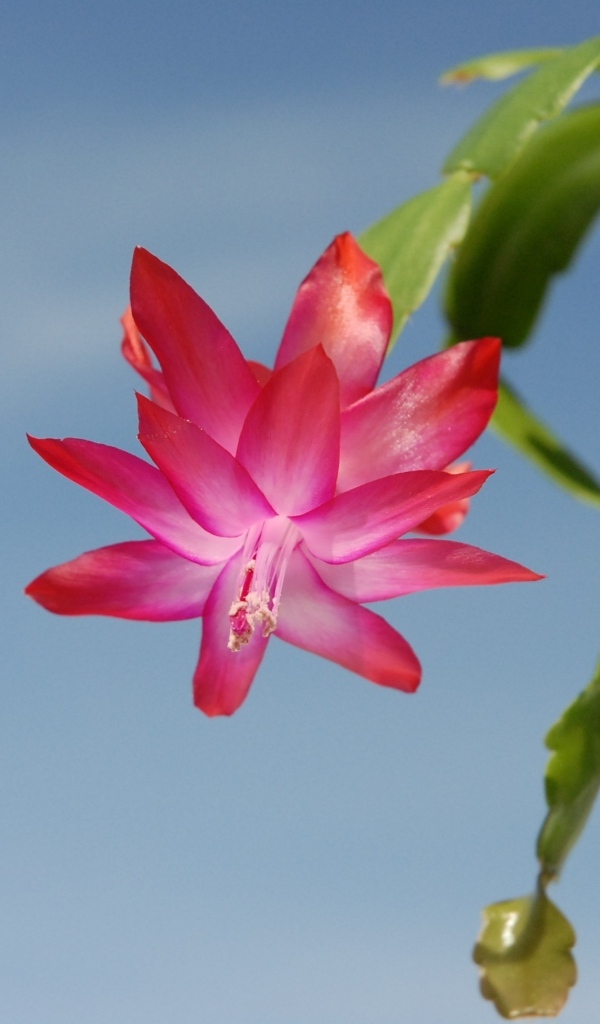 Красивый розовый цветок декабрист