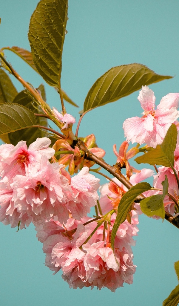 Красивые розовые цветы на ветках черешни 