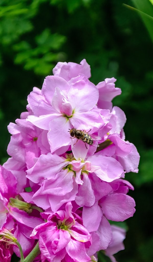 Красивый розовый садовый цветок