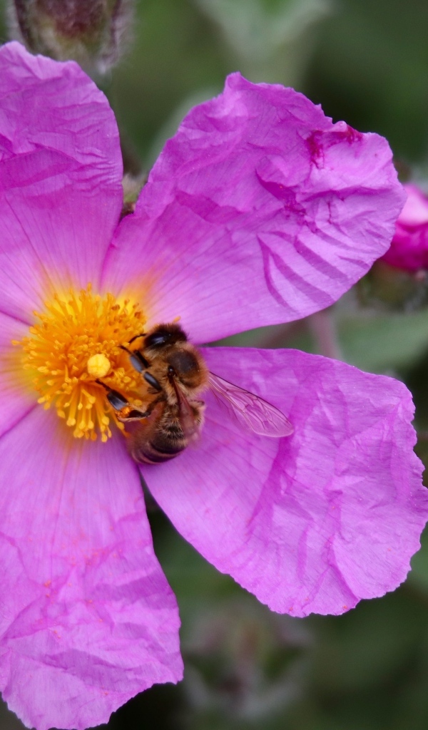 Красивый розовый садовый цветок с пчелой