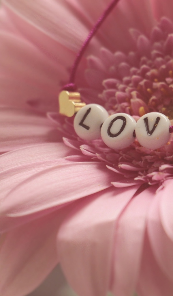 Красивая розовая гербера с надписью любовь