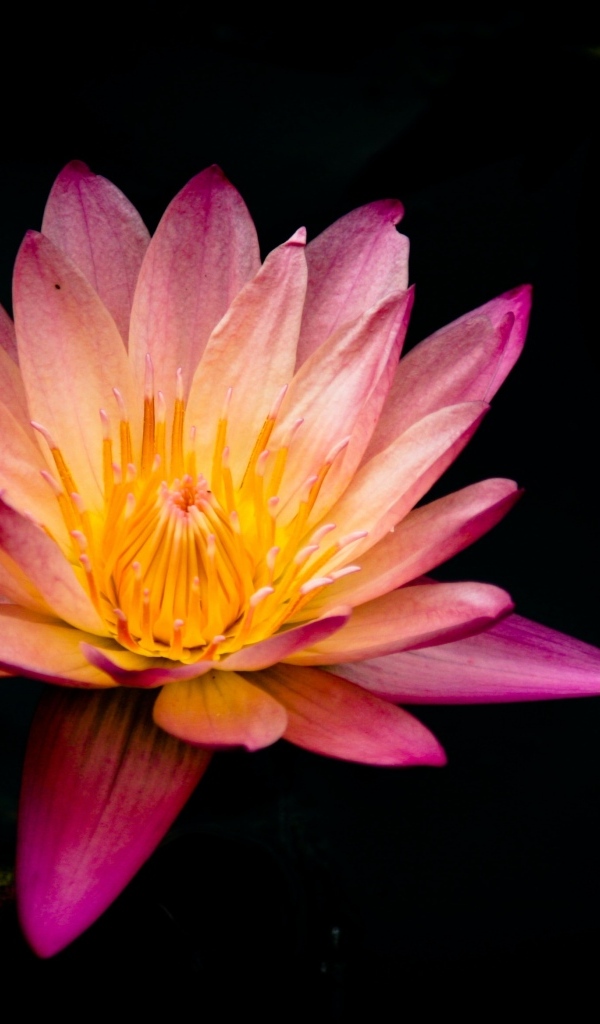 Красивый розовый цветок лотоса на черном фоне