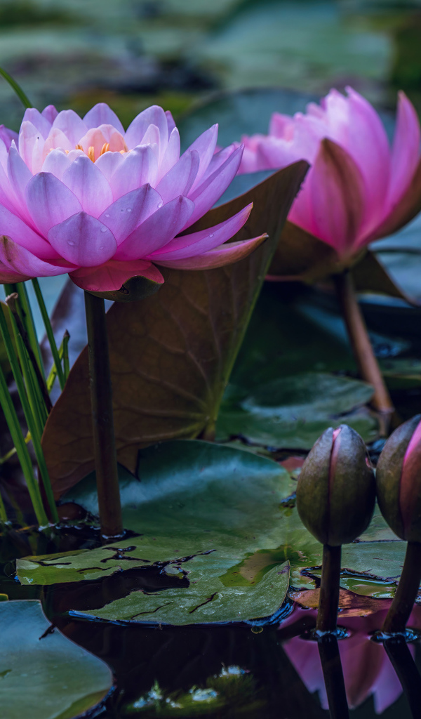 Красивые розовые цветы лотоса с бутонами в воде