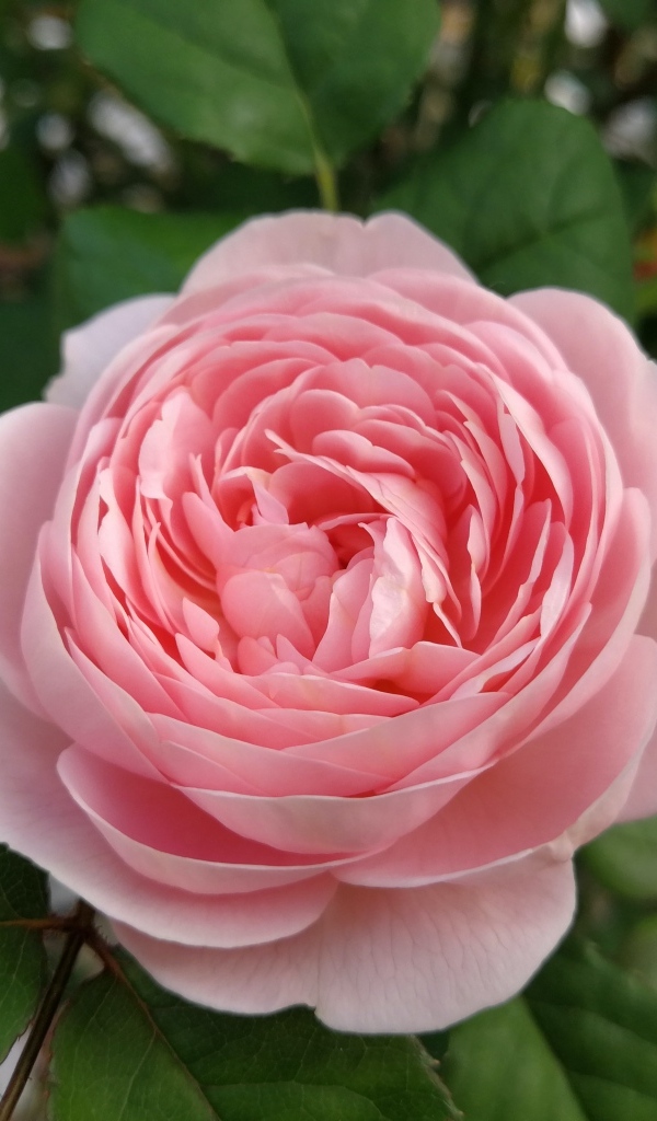 Красивая розовая пышная роза с зелеными листьями