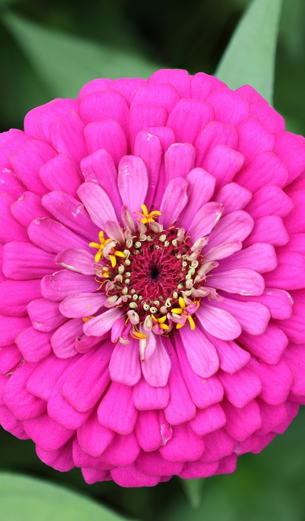 Красивый розовый пышный цветок цинния