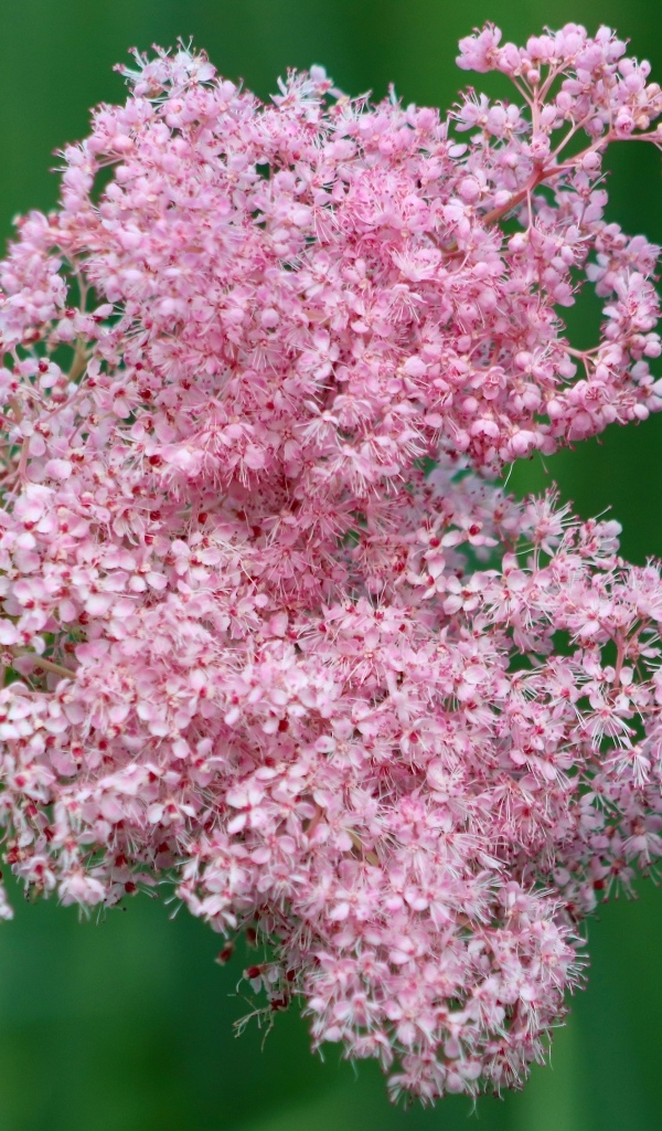 Красивый розовый цветок таволга