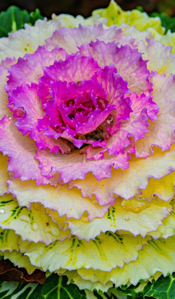 Красивый розовый цветок декоративной капусты