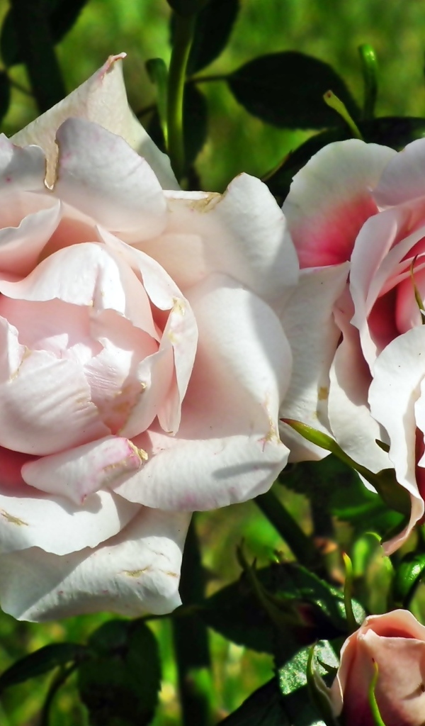 Красивые розовые парковые розы