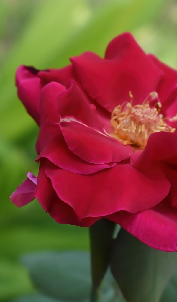 Красивая розовая роза крупным планом