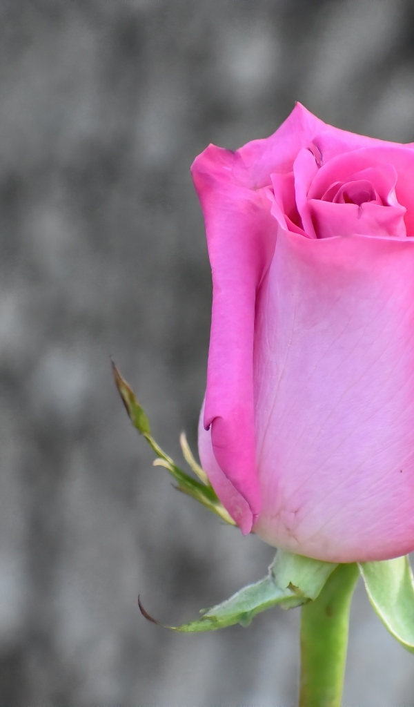 Красивая розовая роза на сером фоне