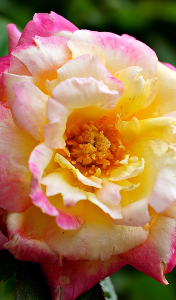 Красивая розовая роза с желтой серединкой близи