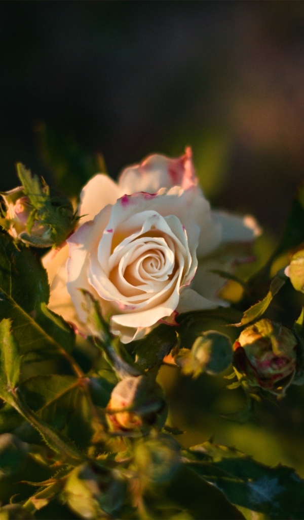 Красивая розовая роза с бутонами крупным планом