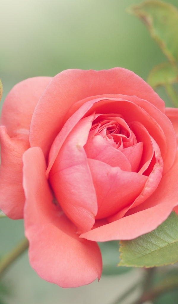 Красивая розовая роза с бутонами на клумбе в парке