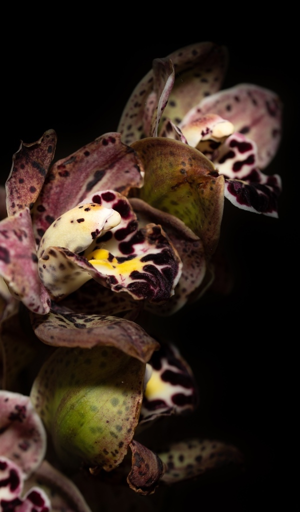 Красивая розовая пятнистая орхидея на черном фоне