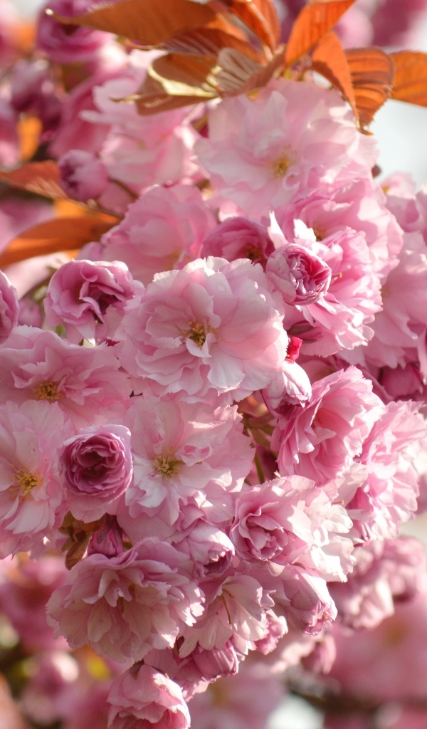 Красивые розовые весенние цветы луизеания