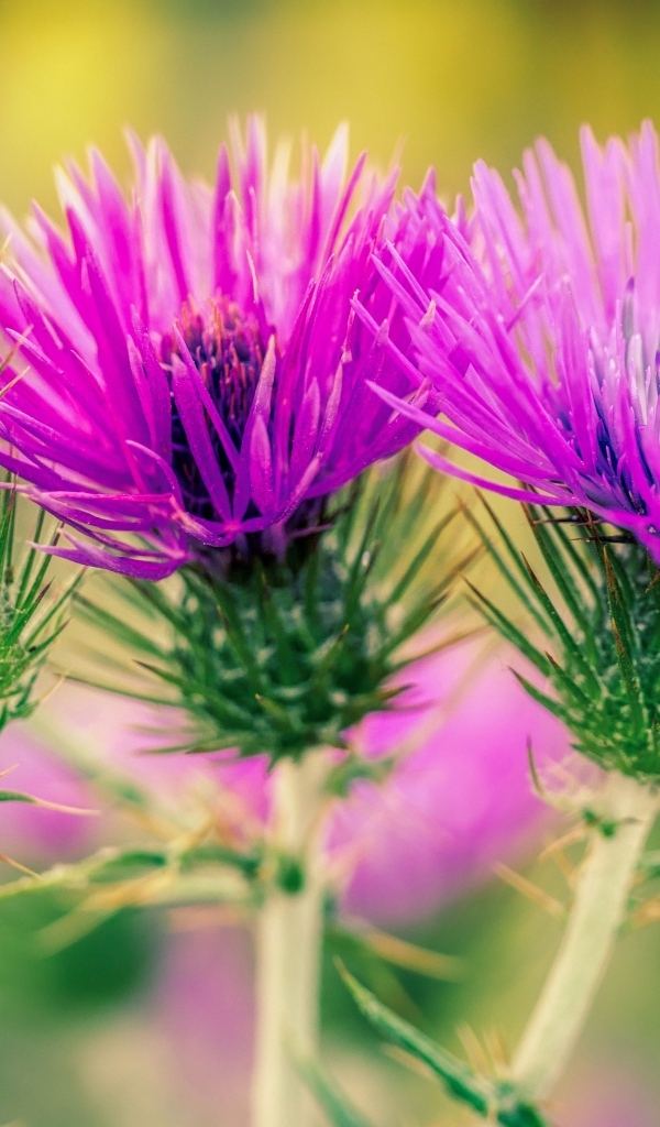 Красивые розовые цветы чертополоха