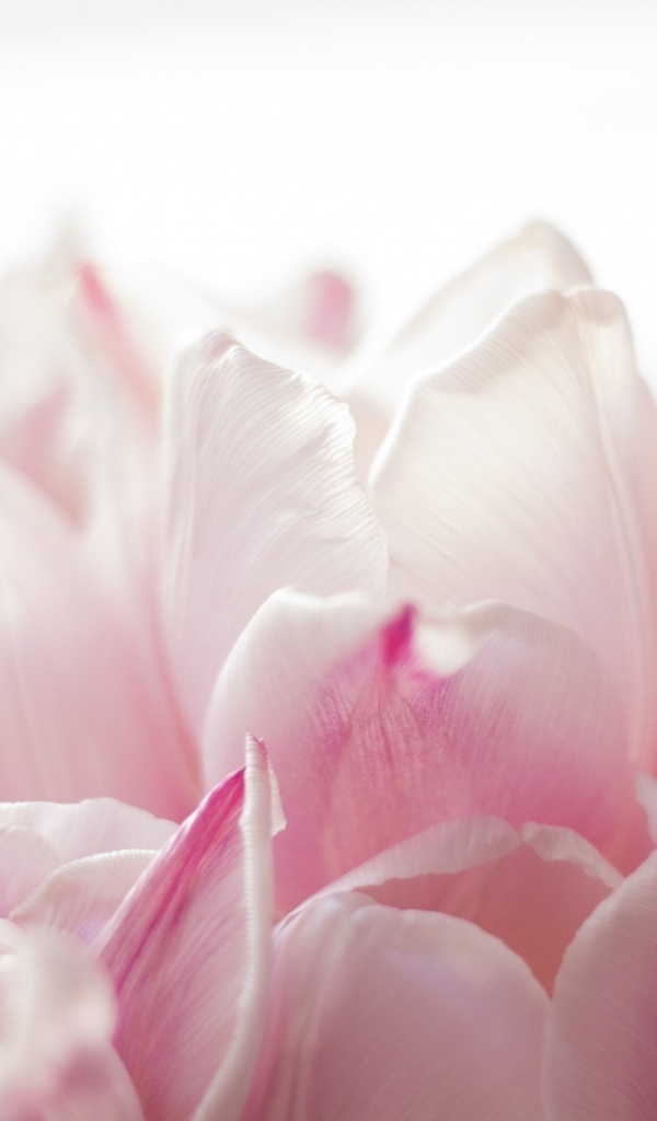 Красивые розовые лепестки тюльпана 