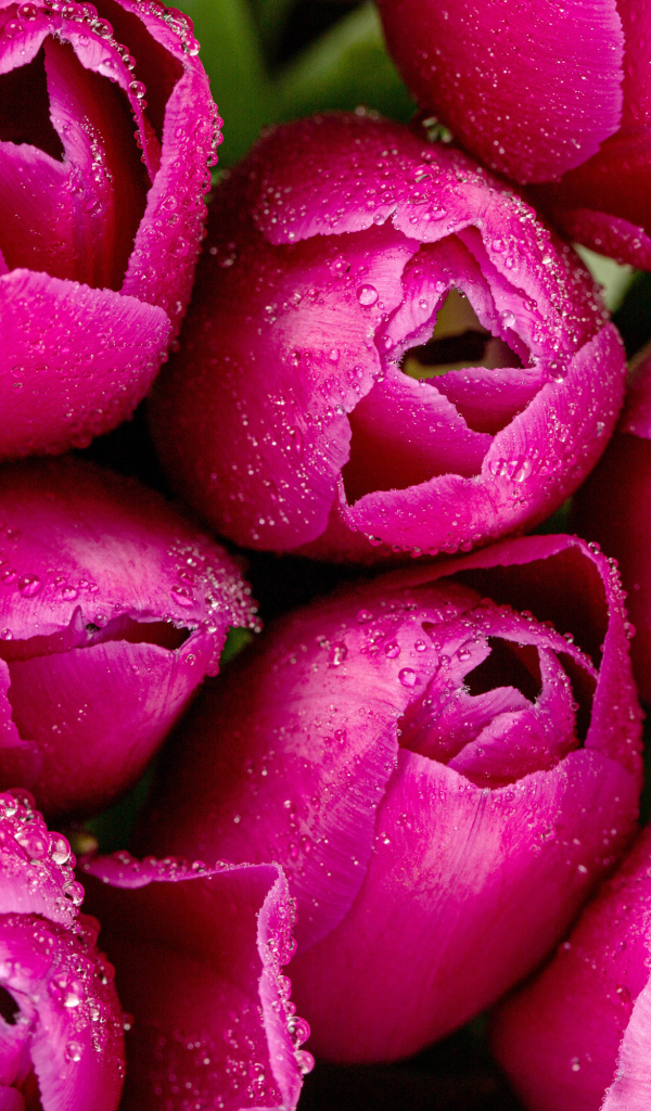 Красивые розовые тюльпаны в каплях росы крупным планом