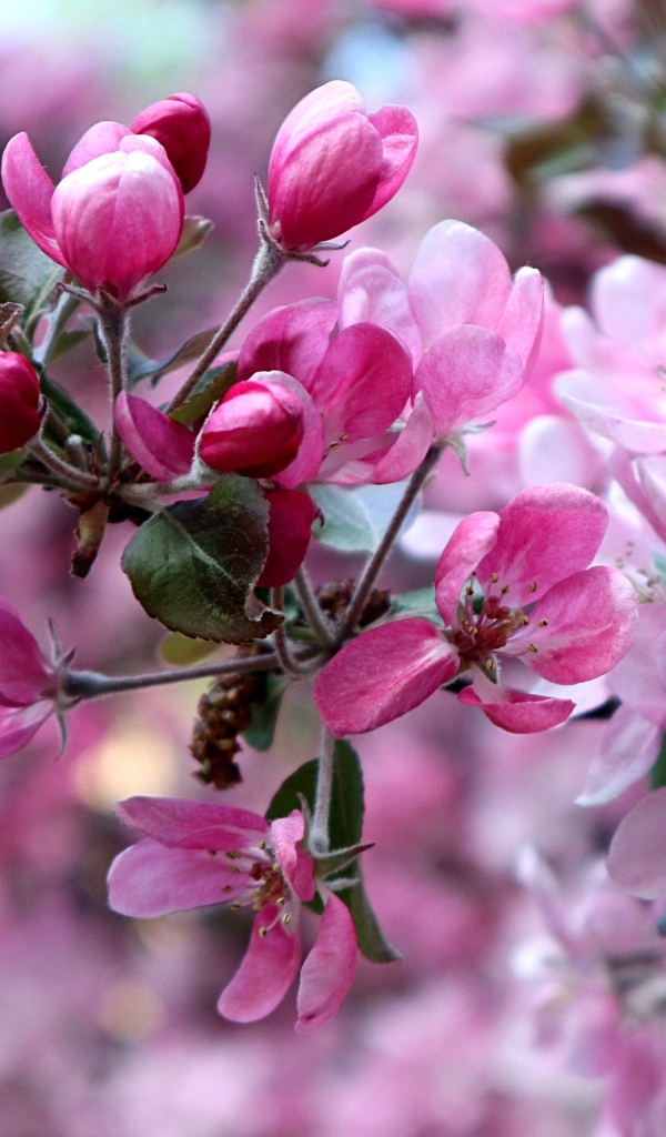 Красивые розовые  цветы дикой яблони 