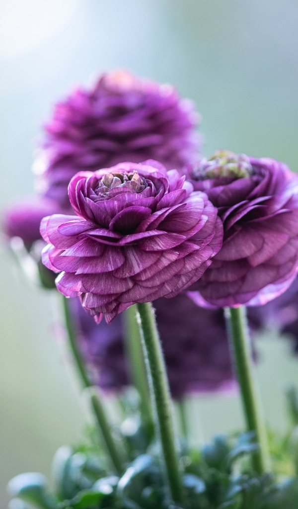 Красивые фиолетовые цветы лютика 