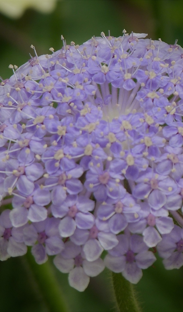 Красивый фиолетовый цветок скабиоза