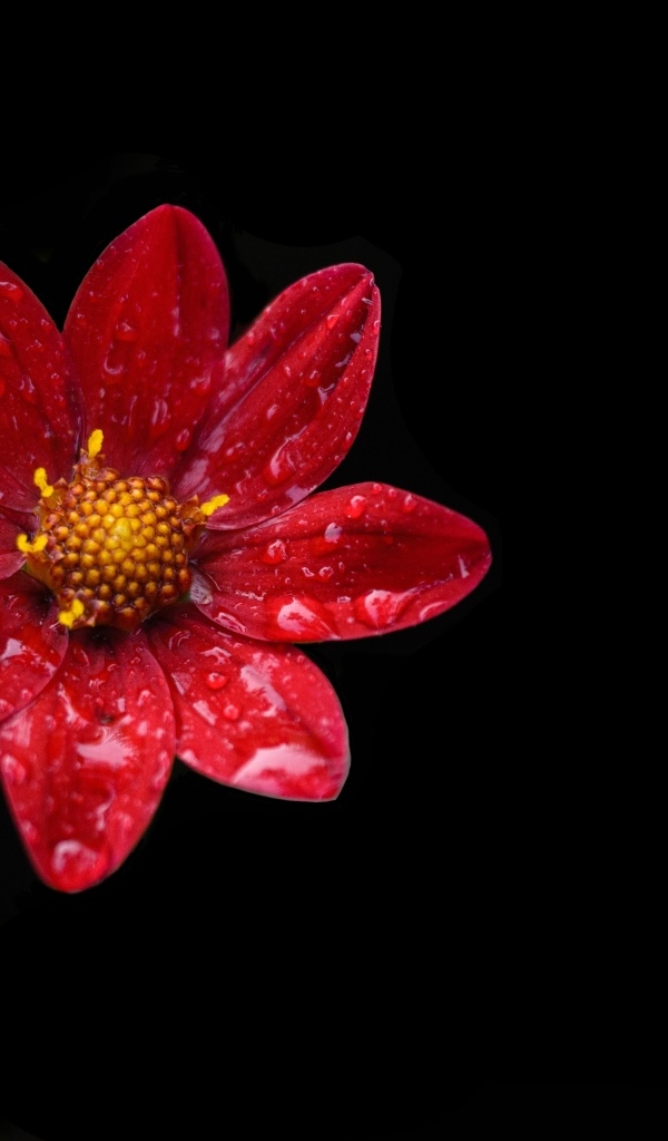 Красивый красный цветок георгина в каплях воды на черном фоне
