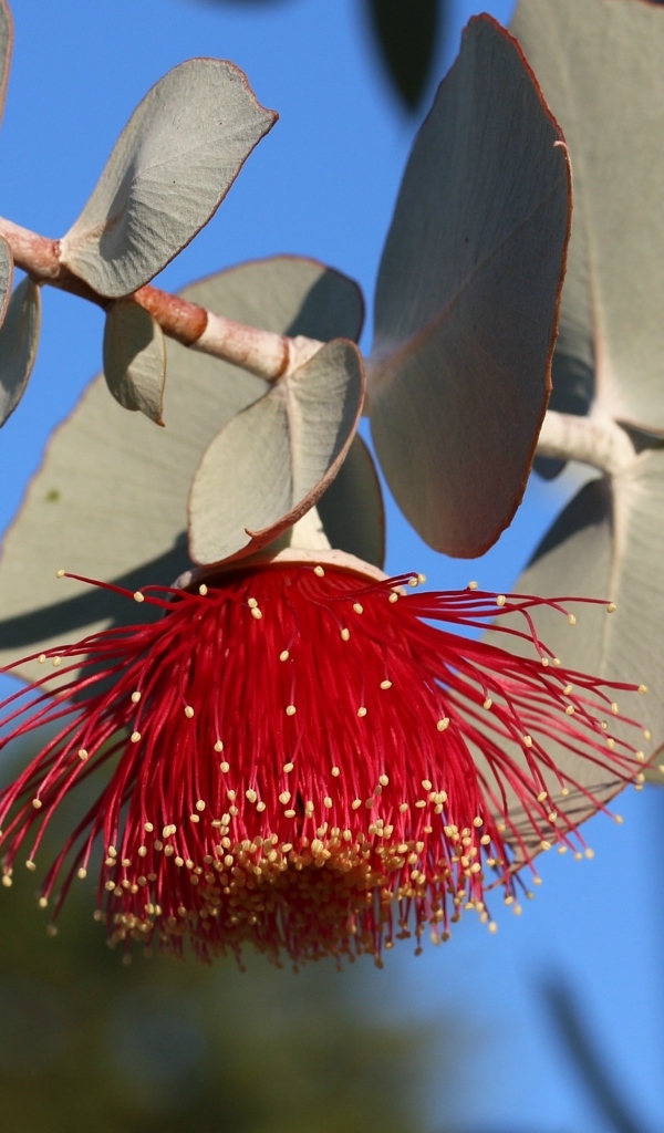 Красивый красный цветок эвкалипта с листьями