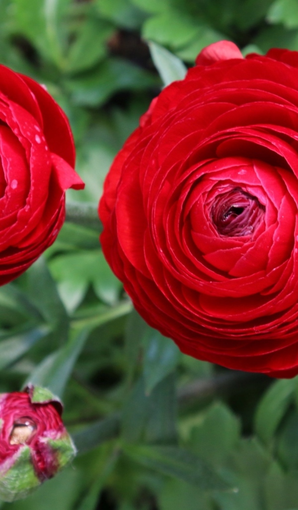 Красивые красные садовые лютики