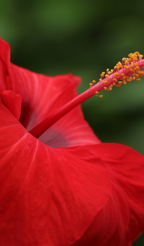 Красивый красный цветок гибискуса крупным планом