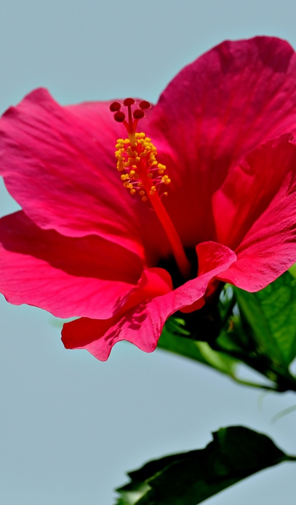 Красивый красный цветок гибискуса на голубом фоне