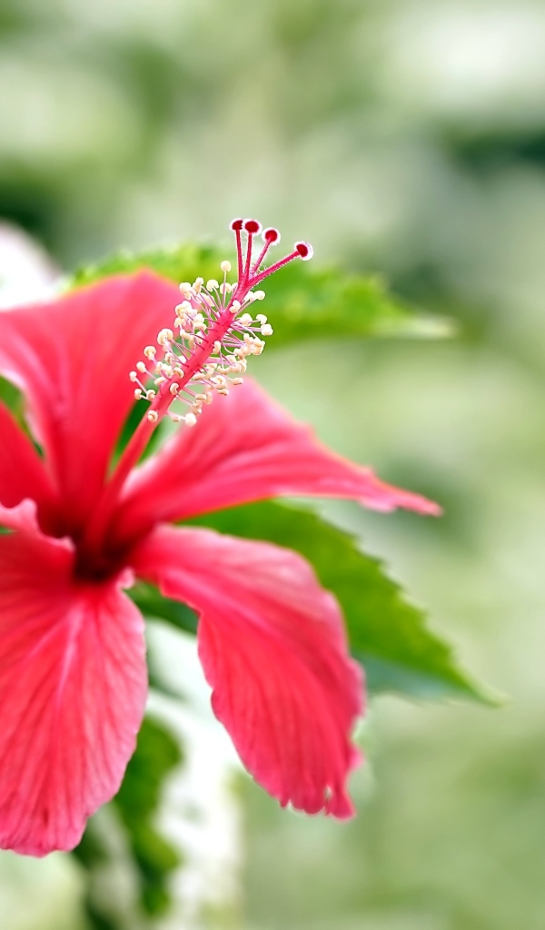 Красивый красный гибискус с бутонами и зелеными листьями