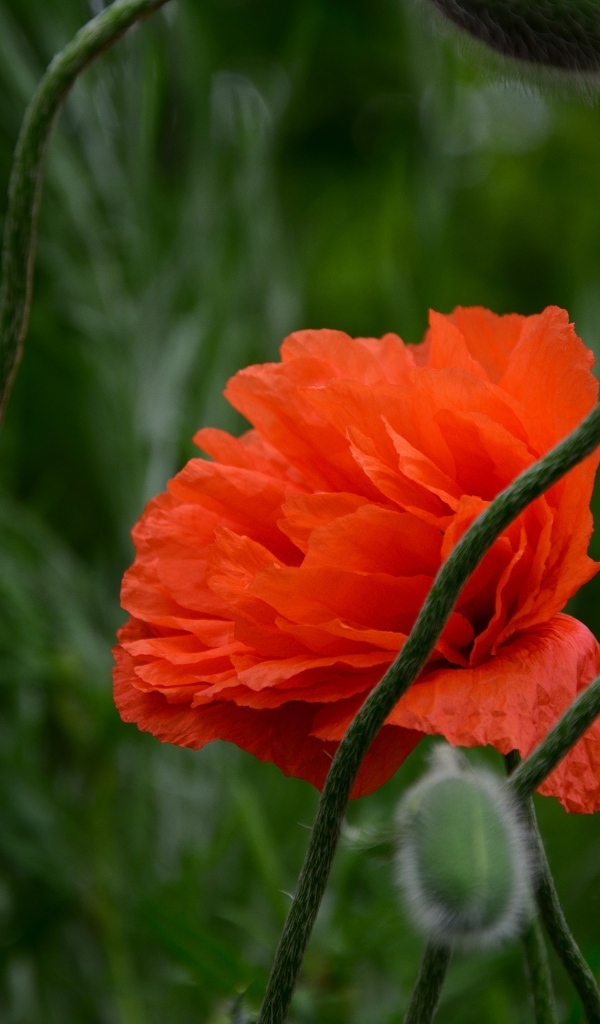 Красивый красный мак с бутонами крупным планом