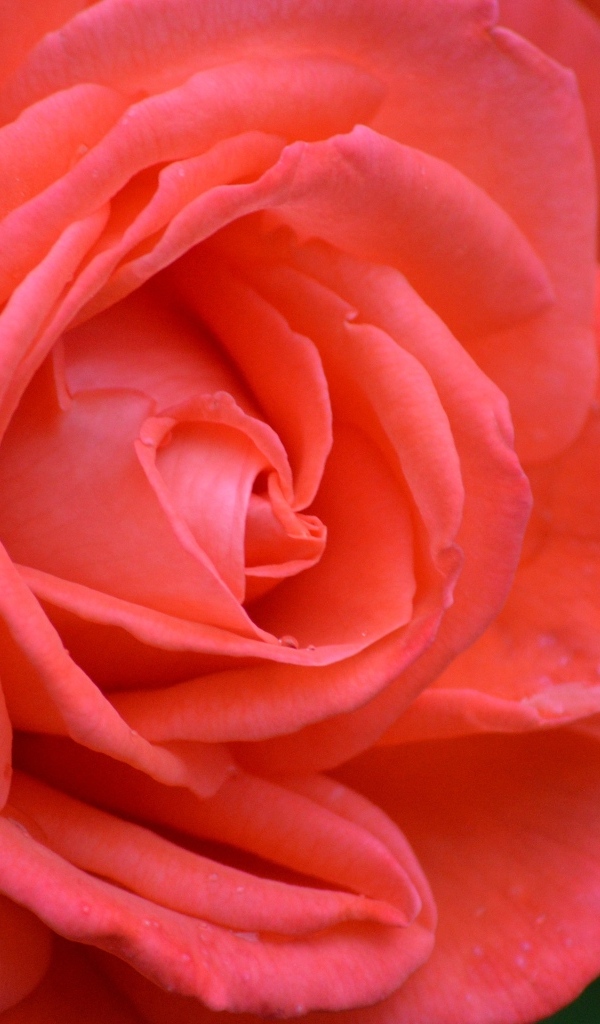 Цветок красивой красной розы крупным планом