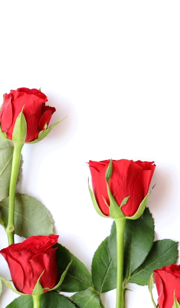 Красивые красные розы разложены на белом фоне